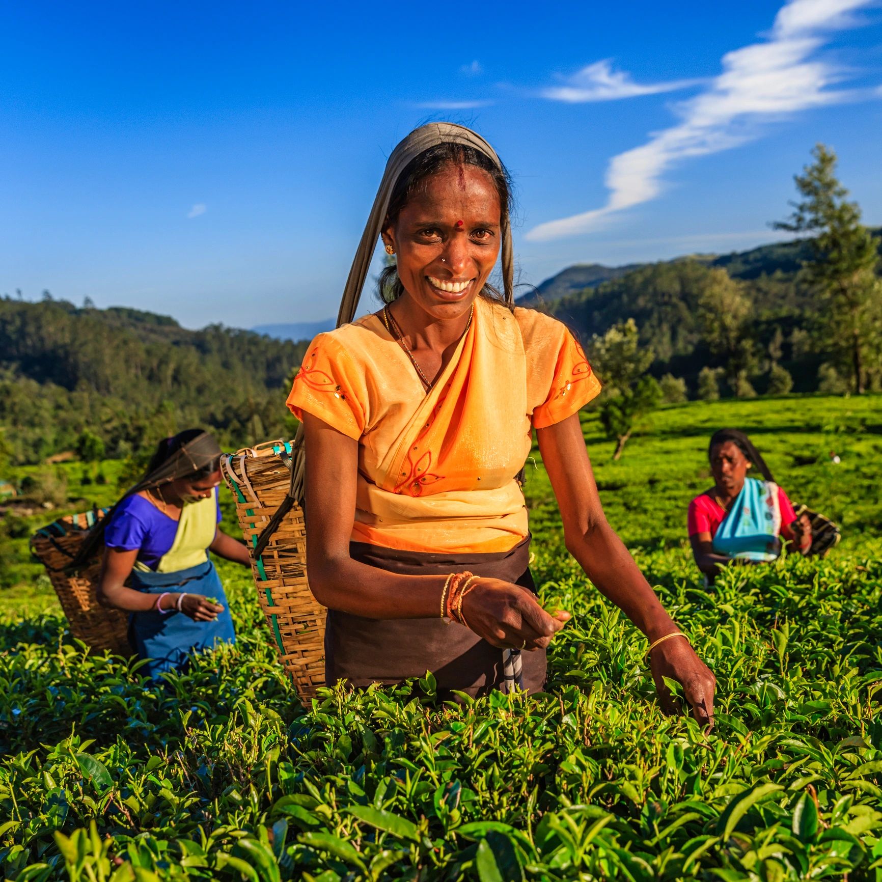 South Asian women working on a tea plantation