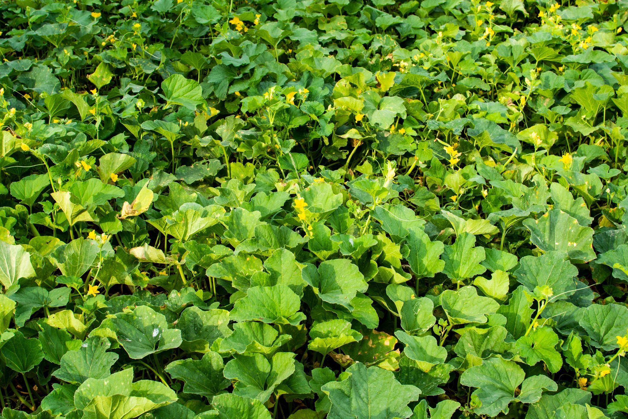 Organic farm produce representing food processing potential