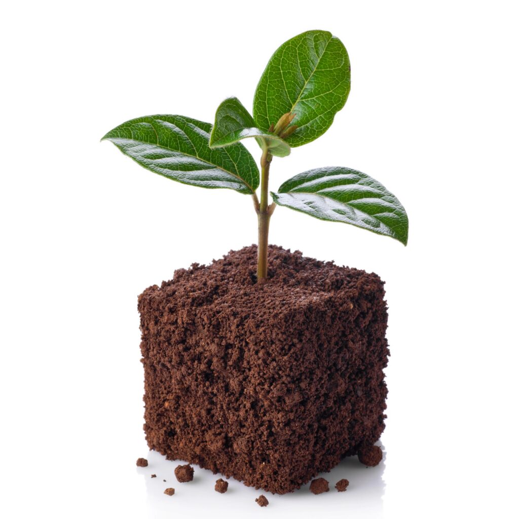 New life.Young sprout growing