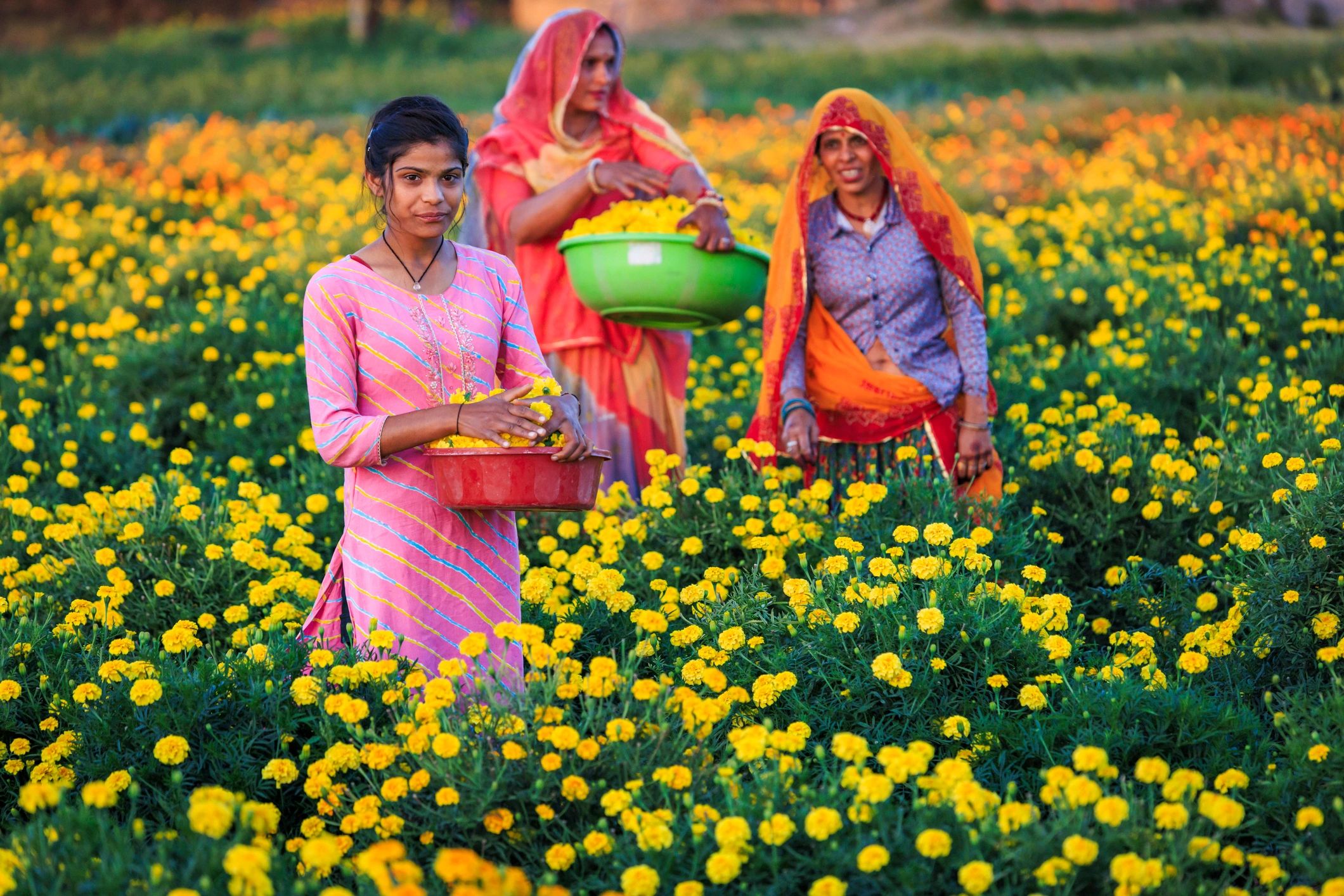 Indian women harvesting flowers in a field