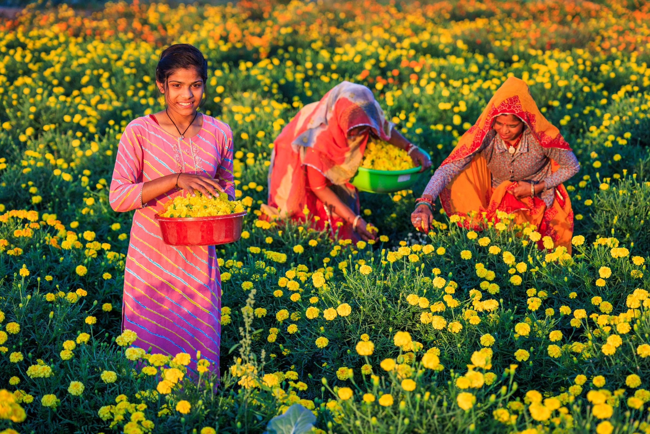 Indian growers harvesting flowers at sunrise