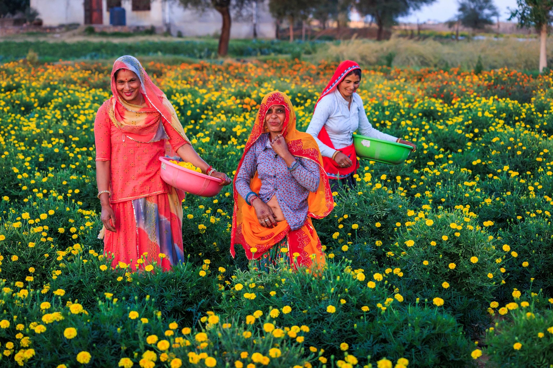 Indian women harvesting marigolds in Jaipur
