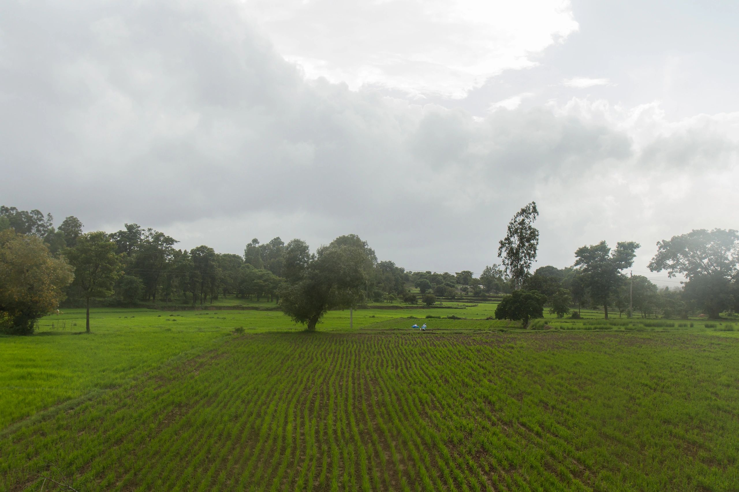 Wide shot of green sowed field in India